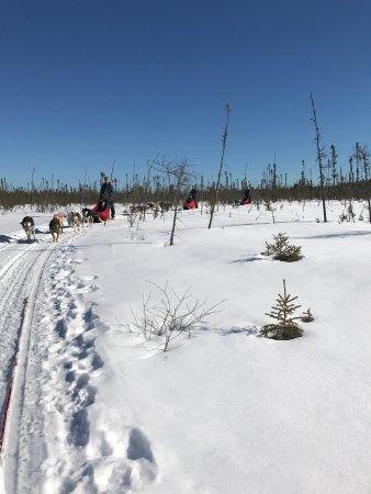 Chilly Dogs Sled Dog Trips